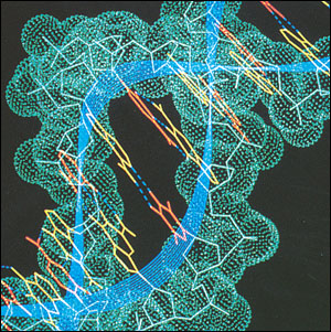 DNA Strand
