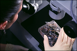 Scientist working with stem cells